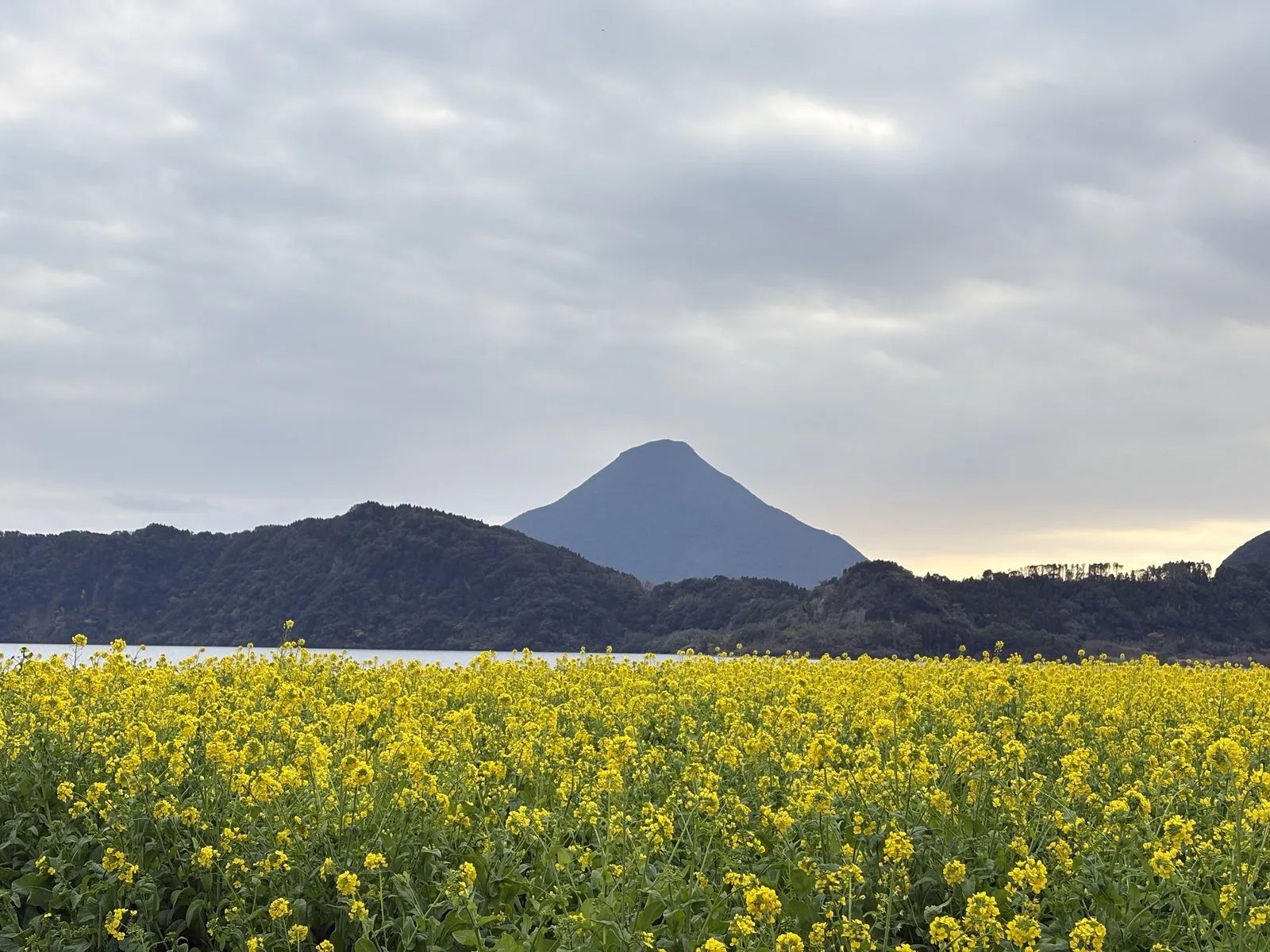 池田湖畔に広がる満開の菜の花畑と、その向こうの開聞岳