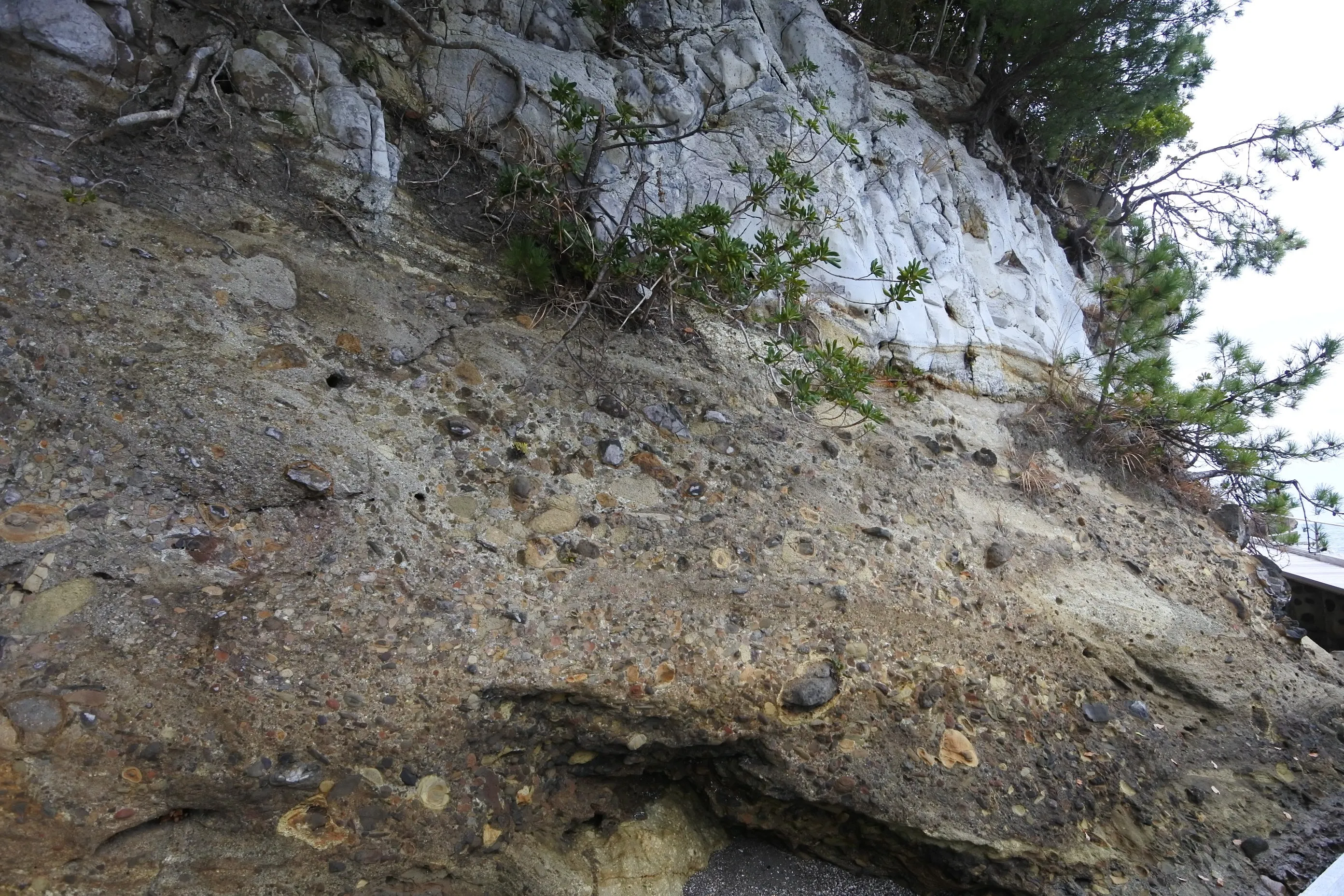 鴨ヶ浦の岩肌。貝殻の形が地層に埋まったまま残り、触れると岩と一体化している